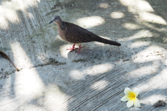 【photohito登録1周年記念】カノコバト