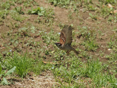 低空飛行雀、その2