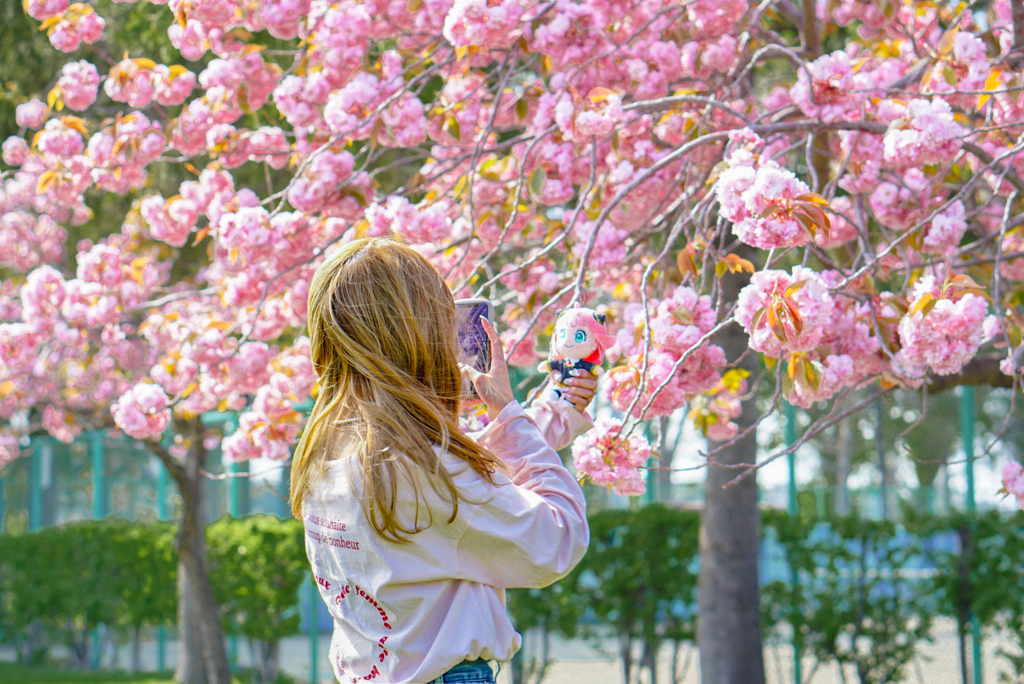 アーニャ、桜好き