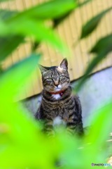 こんちゅあ
