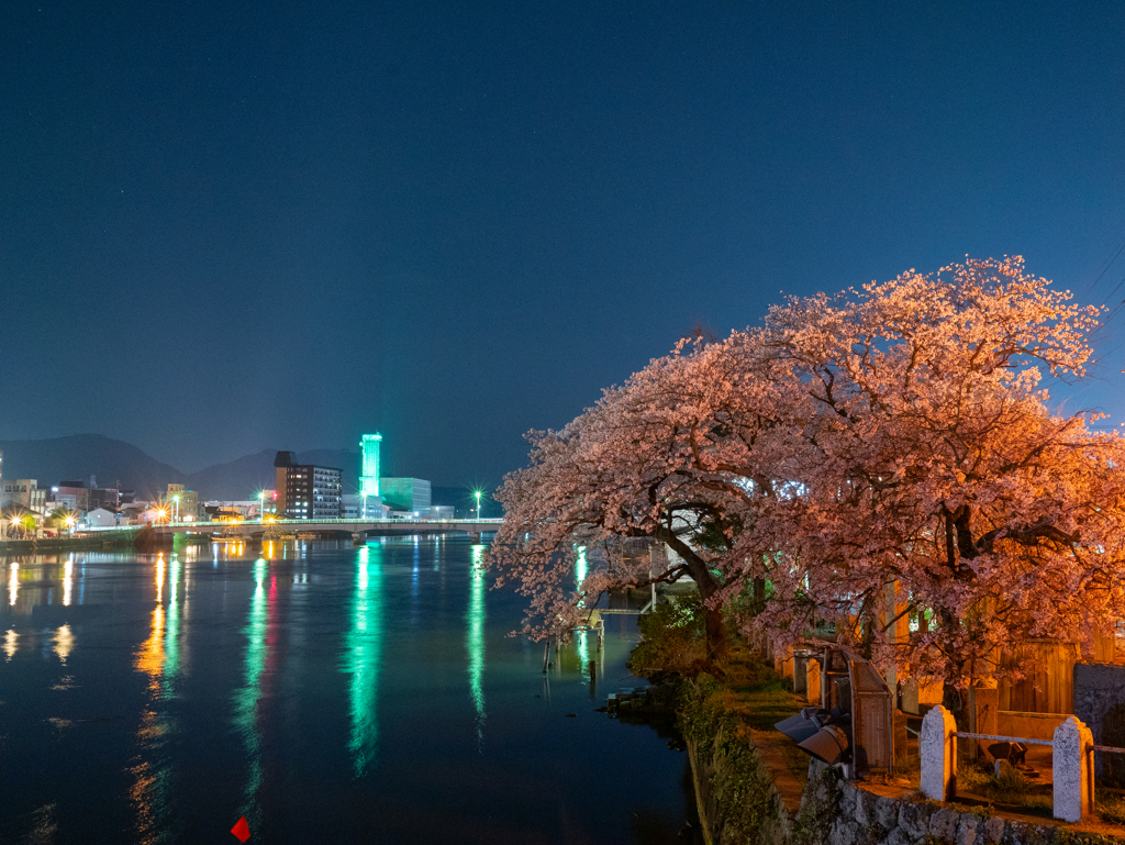 源助桜2024