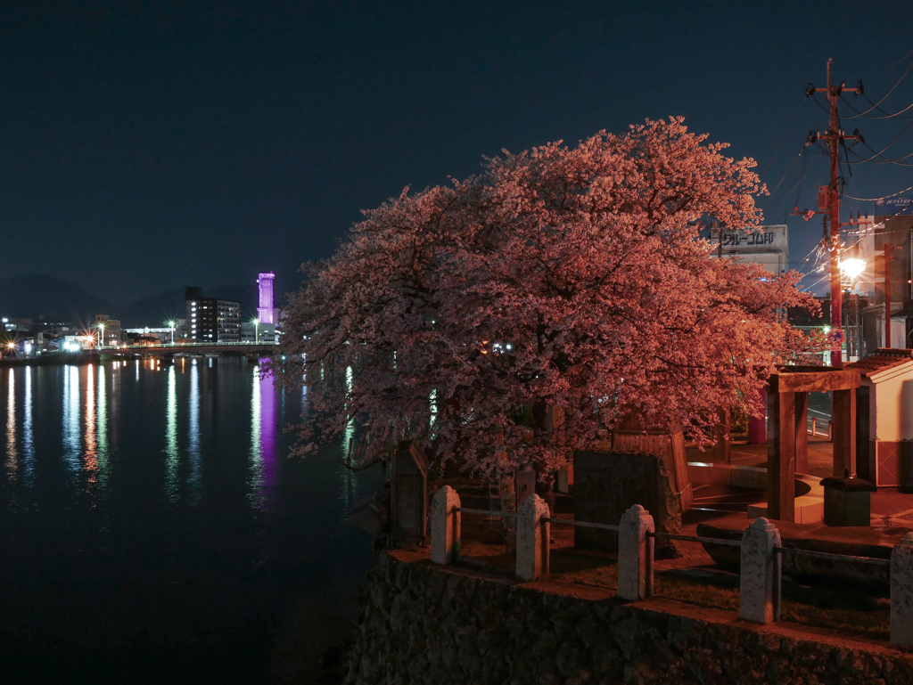 源助桜@ 松江