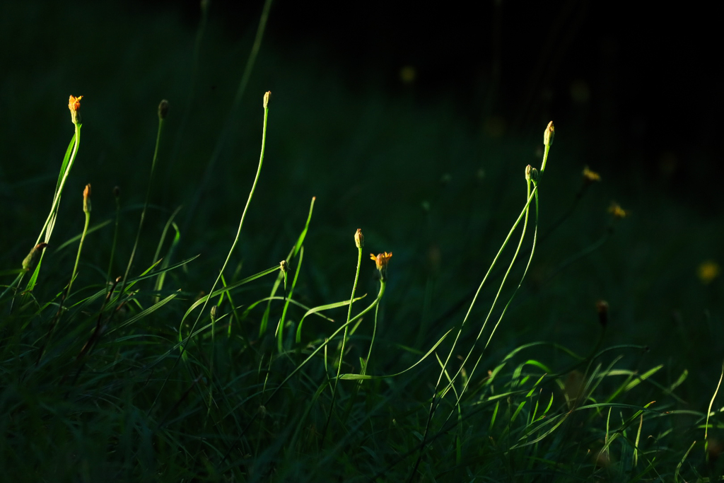 SPOT LIGHT