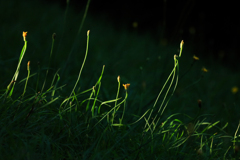 SPOT LIGHT