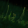 SPOT LIGHT