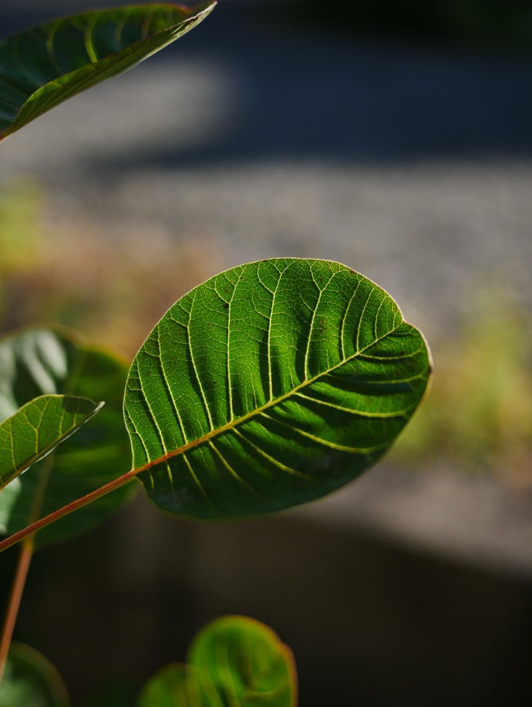 Cool green
