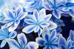 紫陽花　3