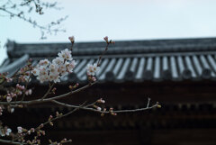 山寺の春