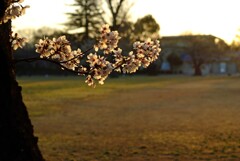 朝陽に照らされて　弐