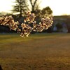 朝陽に照らされて　弐