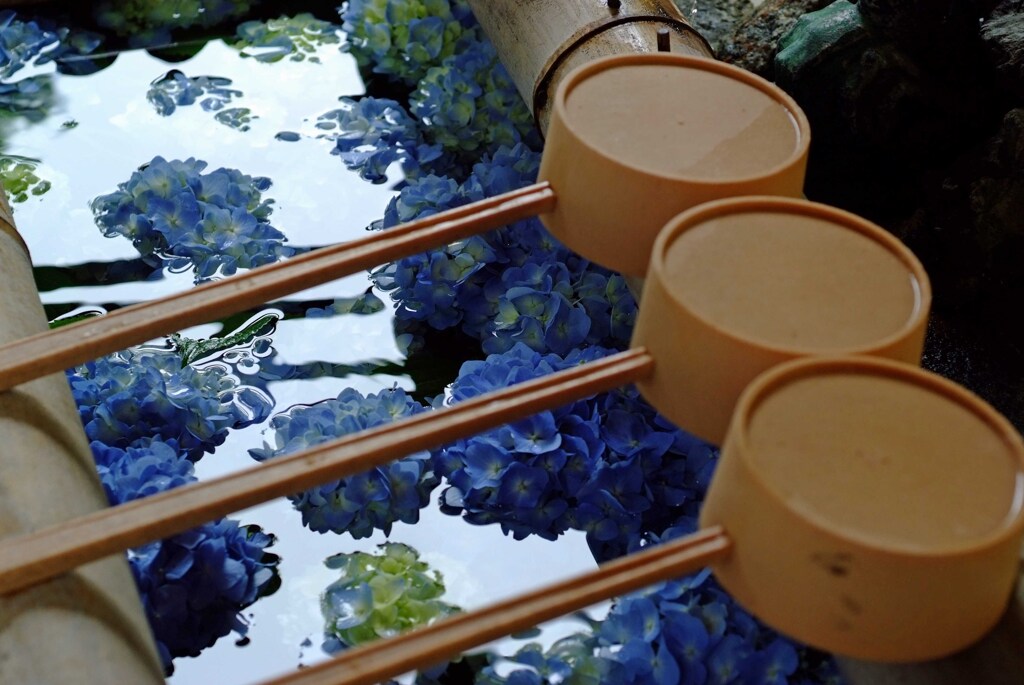 手水舎の紫陽花