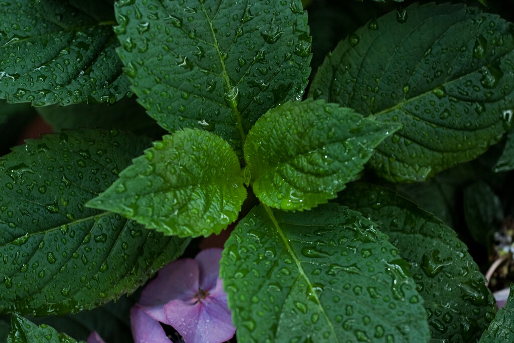 紫陽花　5
