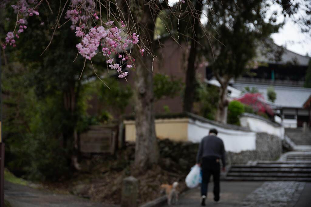 春の奈良　参