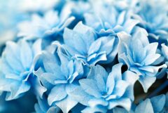 紫陽花　２