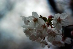 雨に打たれて