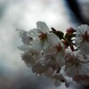 雨に打たれて