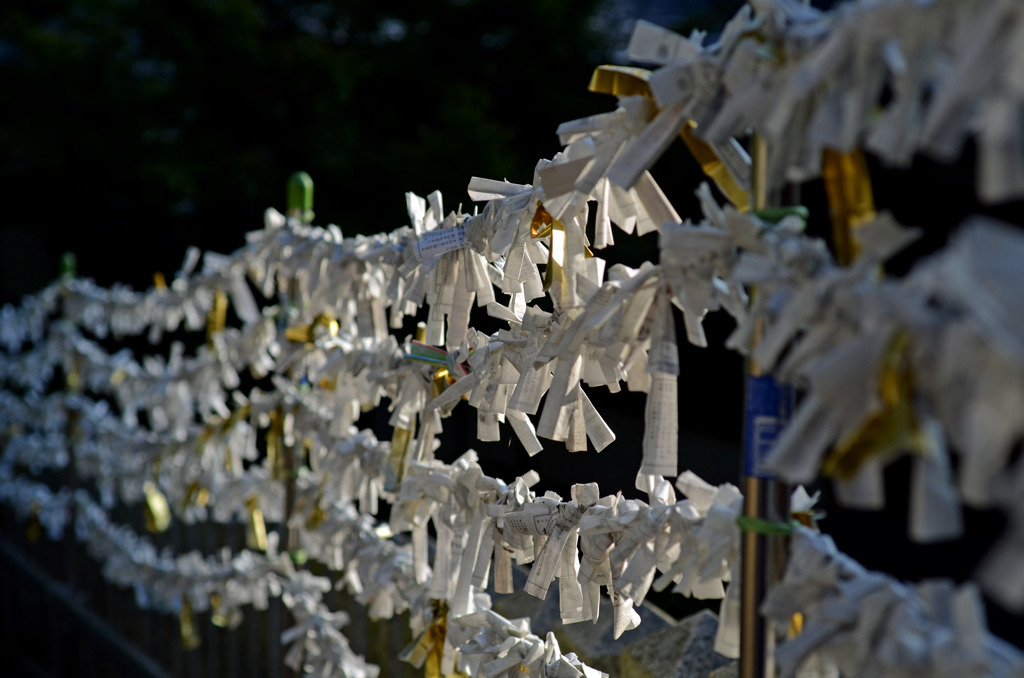早朝の神社　朝陽に輝く御神籤