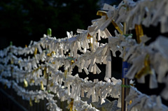 早朝の神社　朝陽に輝く御神籤