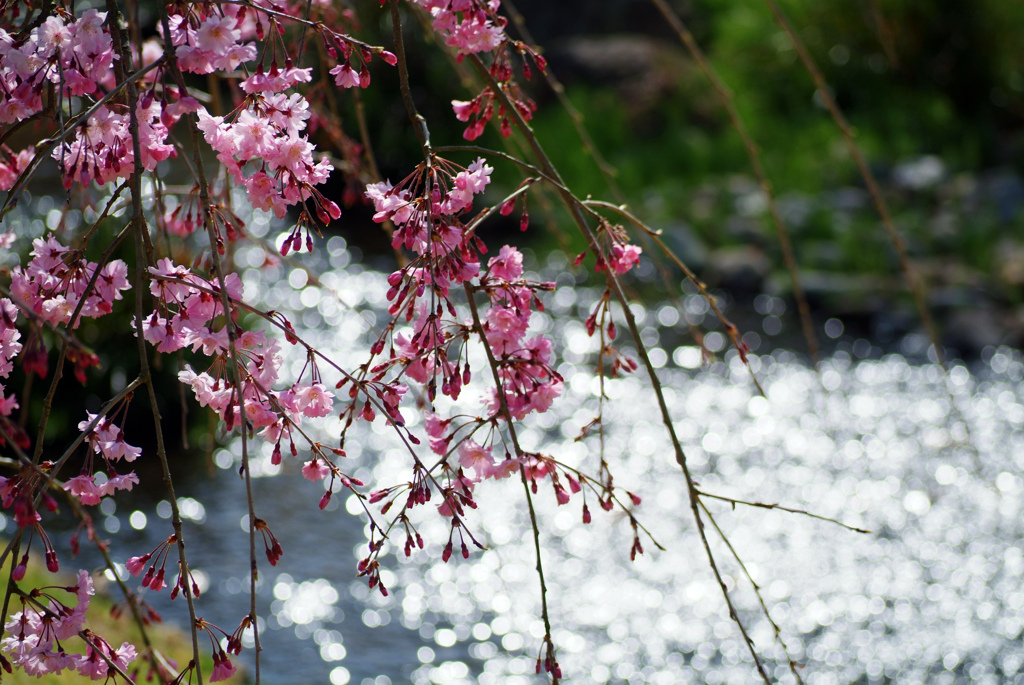 小川と桜