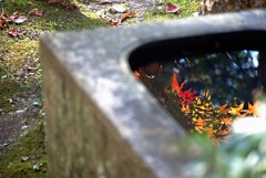 八葉寺紅葉　参