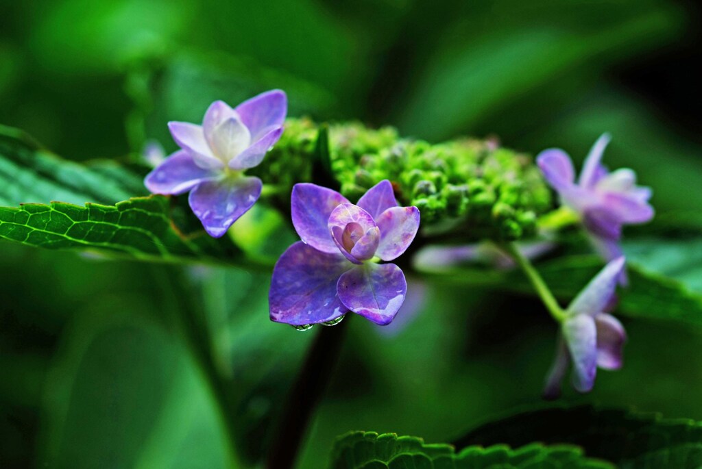 紫陽花