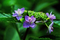 紫陽花