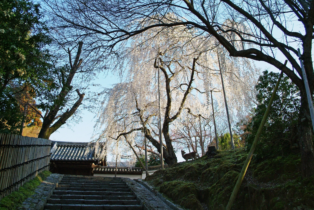 早朝輝く枝垂れ桜に鹿