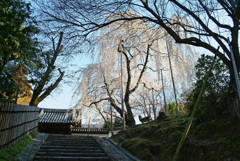 早朝輝く枝垂れ桜に鹿