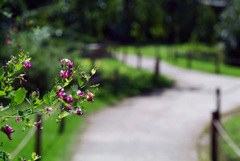 散歩道での花