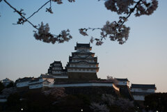 夜明けの姫路城・桜