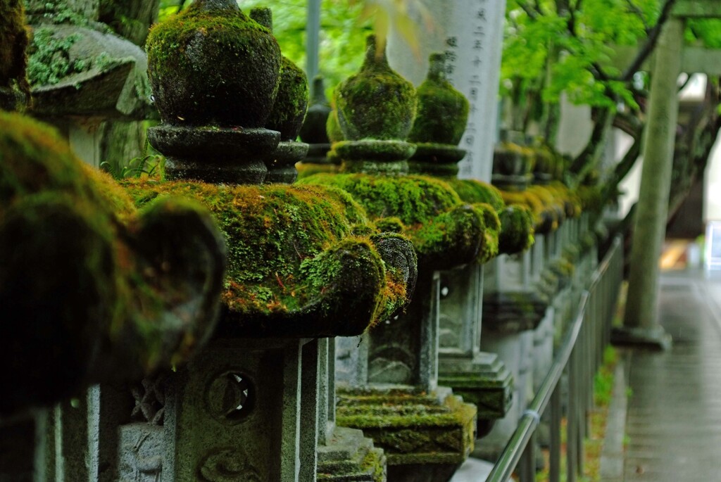 雨の神社　参