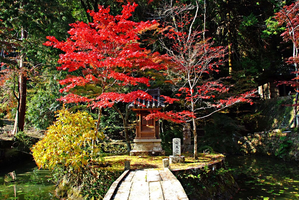 八葉寺紅葉　壱
