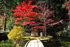 八葉寺紅葉　壱