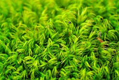 苔の世界