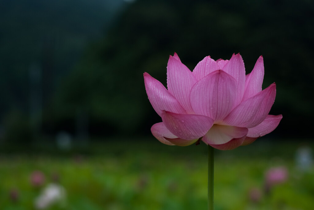 蓮　壱