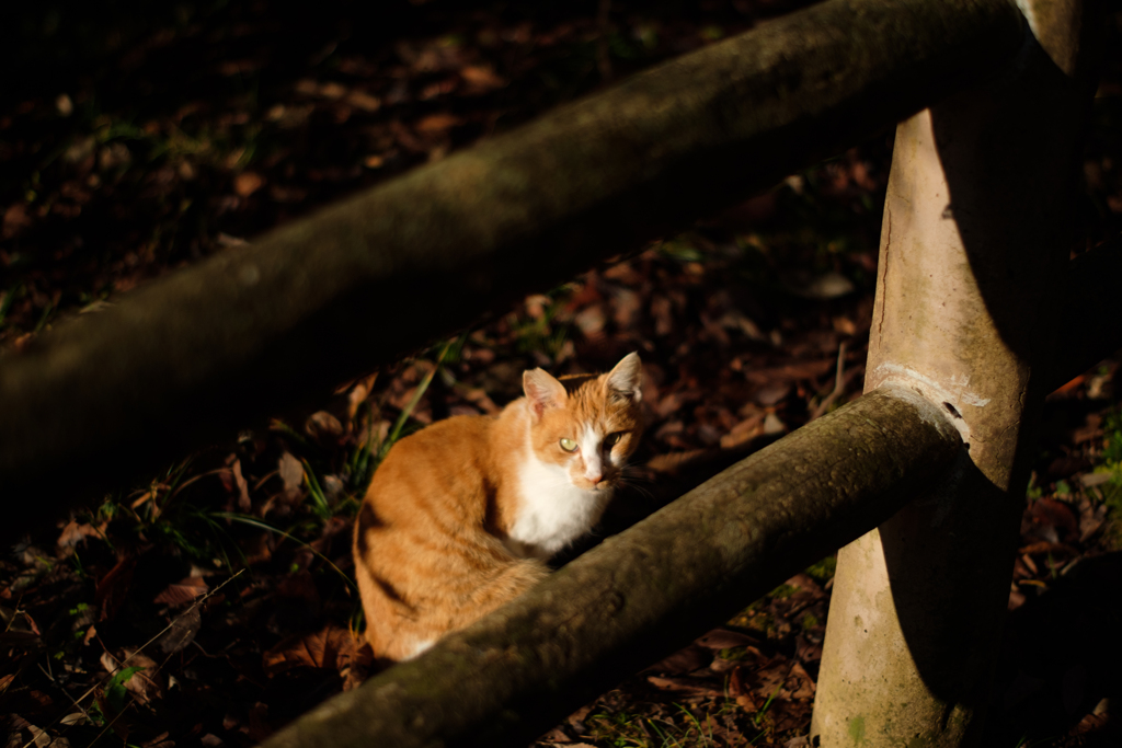 峠の野良猫３