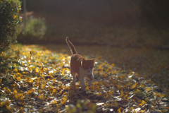 峠の野良猫２