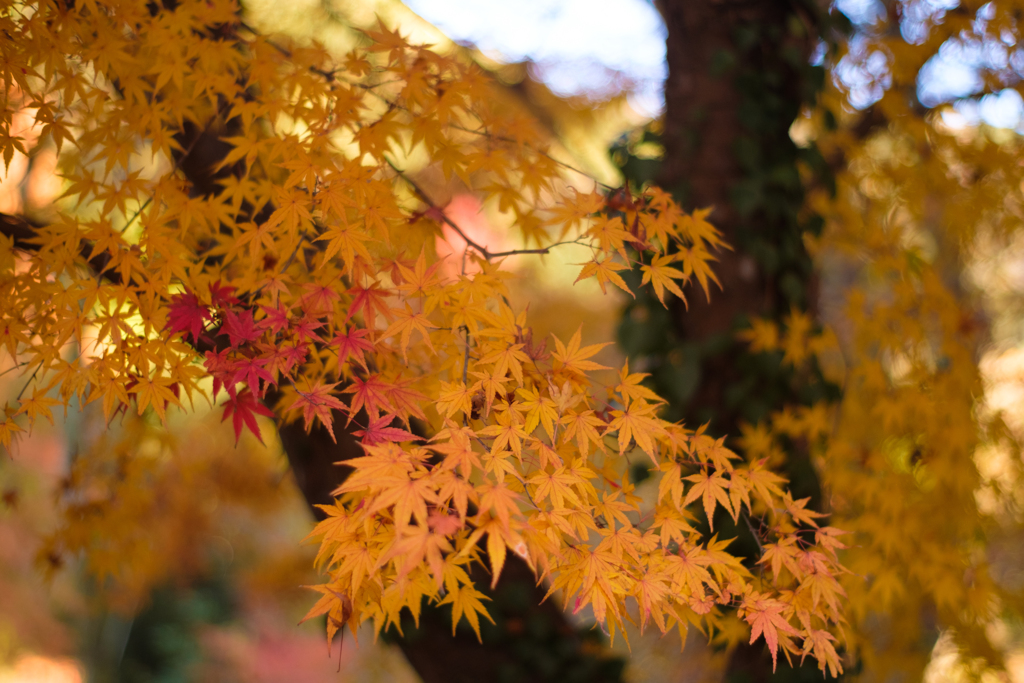 紅葉の終わり