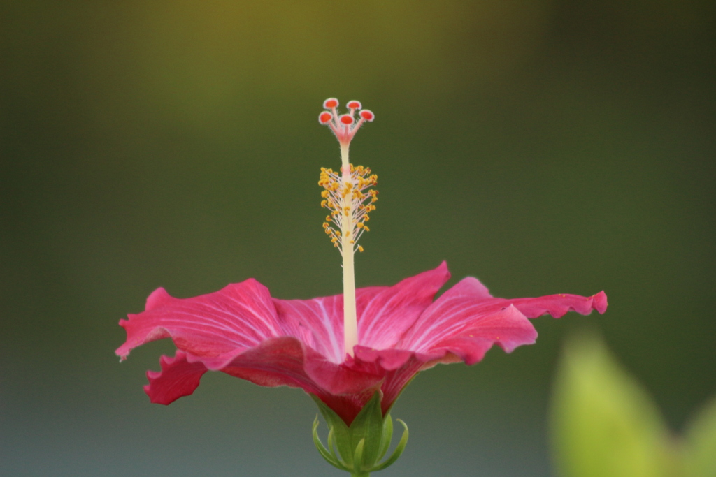 空を向く花