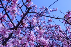 河津桜