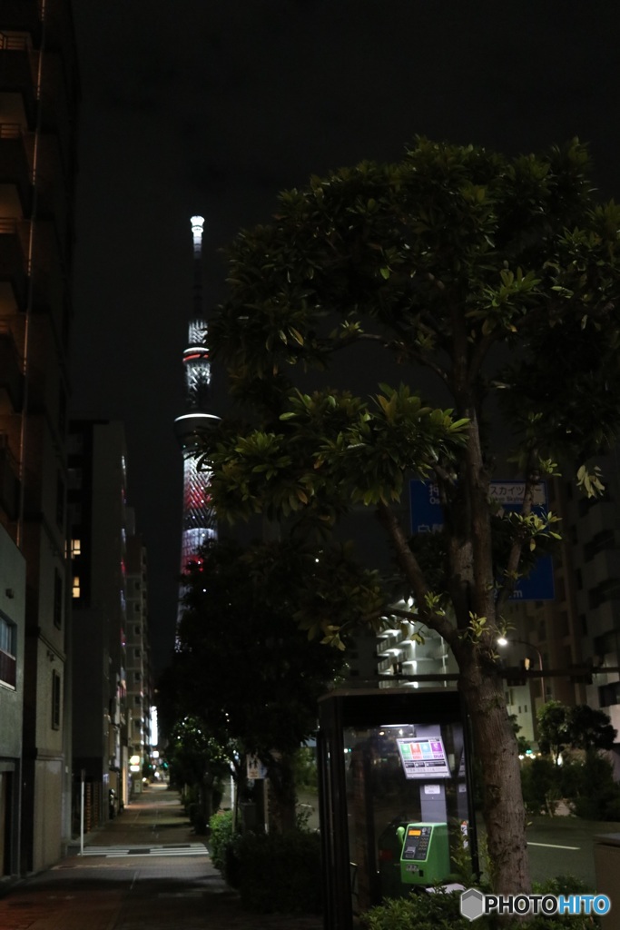 公衆電話BOXに寄り添う木