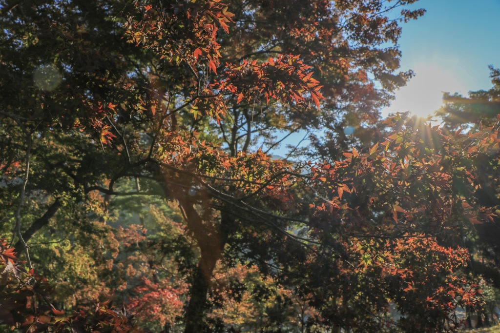 朝日を浴びる紅葉