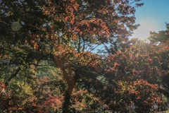 朝日を浴びる紅葉