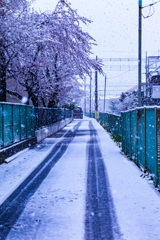 雪桜2