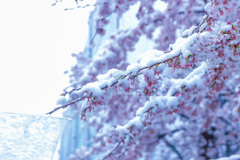 雪桜