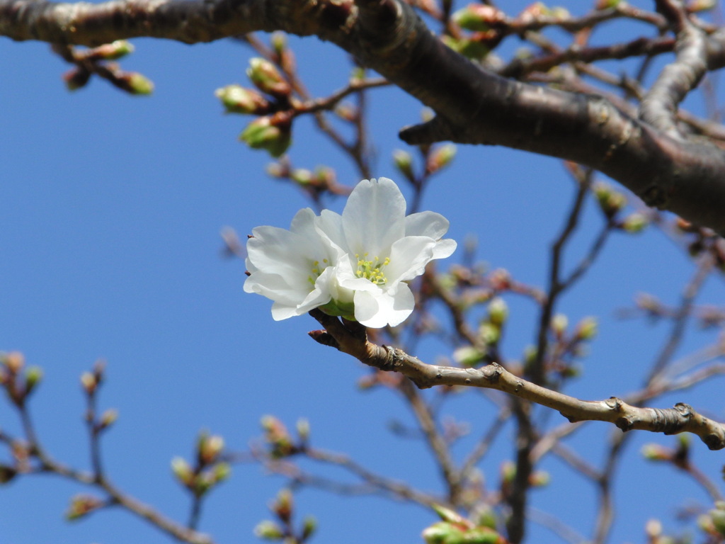 開花