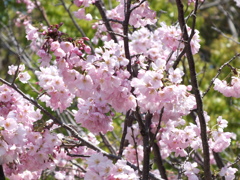 桜　5