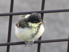 巣立ち直後と思われるシジュウカラ　3