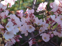 おまけ　FINEPIX4900Z