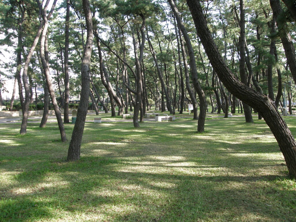 舞子の松林